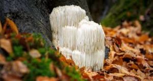 Hericium Erinaceus